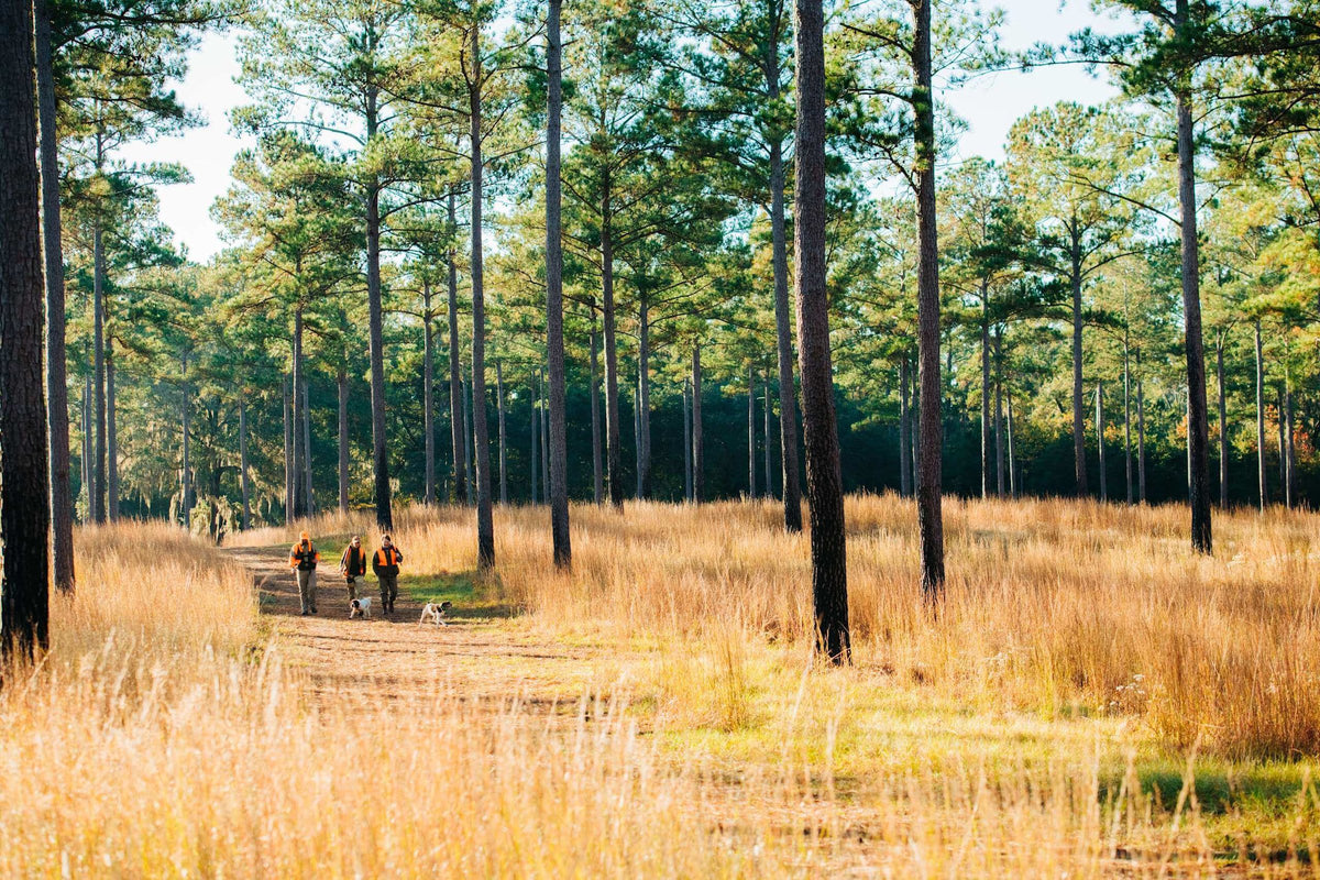 Bird hunters and pointing dogs walking through longleaf pines at Brays Island