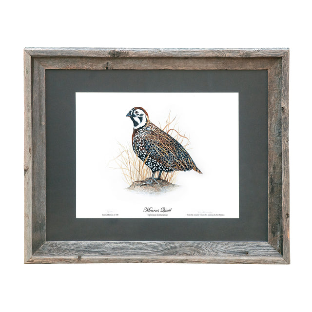 Limited Edition Mearns Quail Print