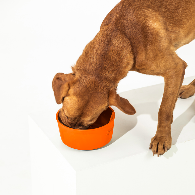 GUNNER DOG BOWL - BLAZE ORANGE