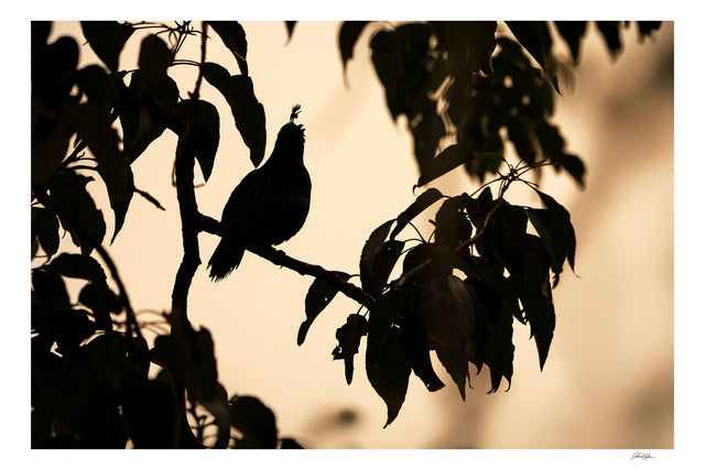 Upland Series #6 by John Hafner