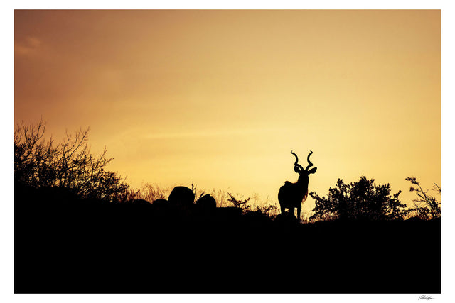 Safari Series #1 by John Hafner